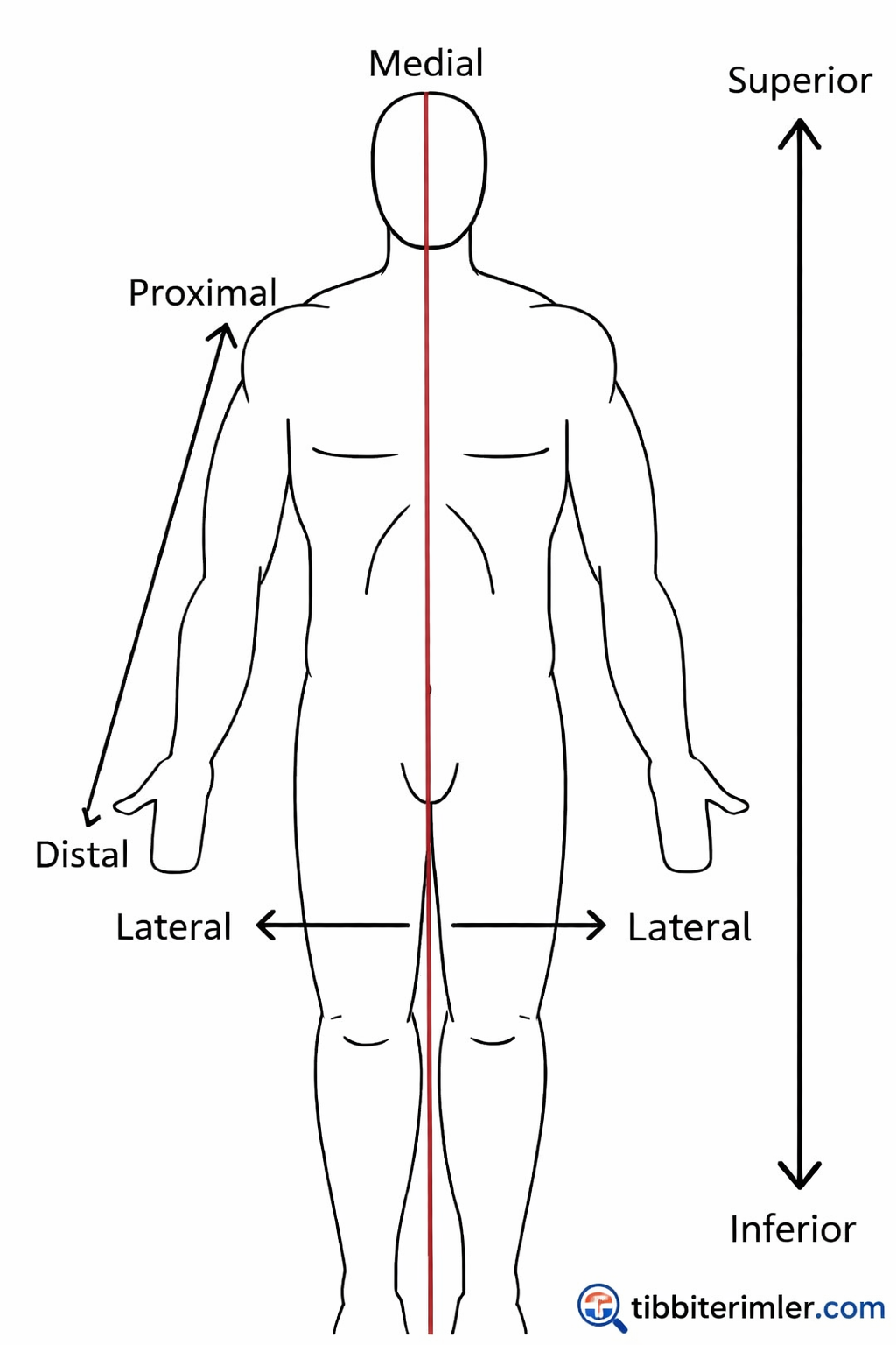 Proksimal Ne Demek? (Tıpta Proksimal Anlamı)