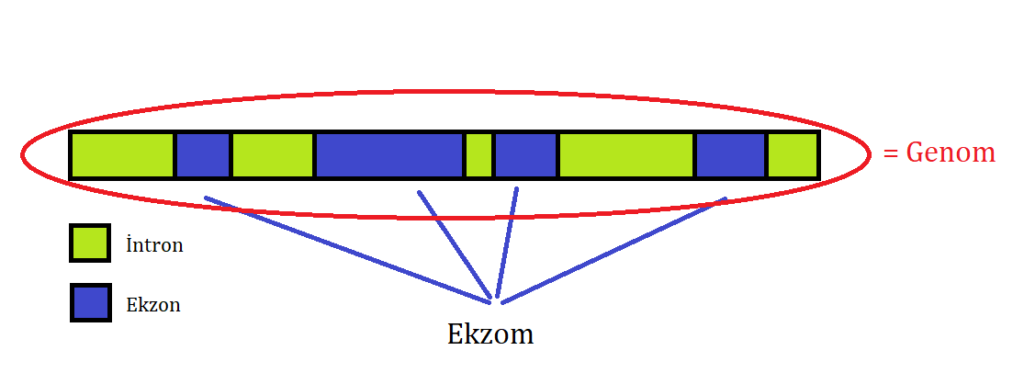 Ekzom