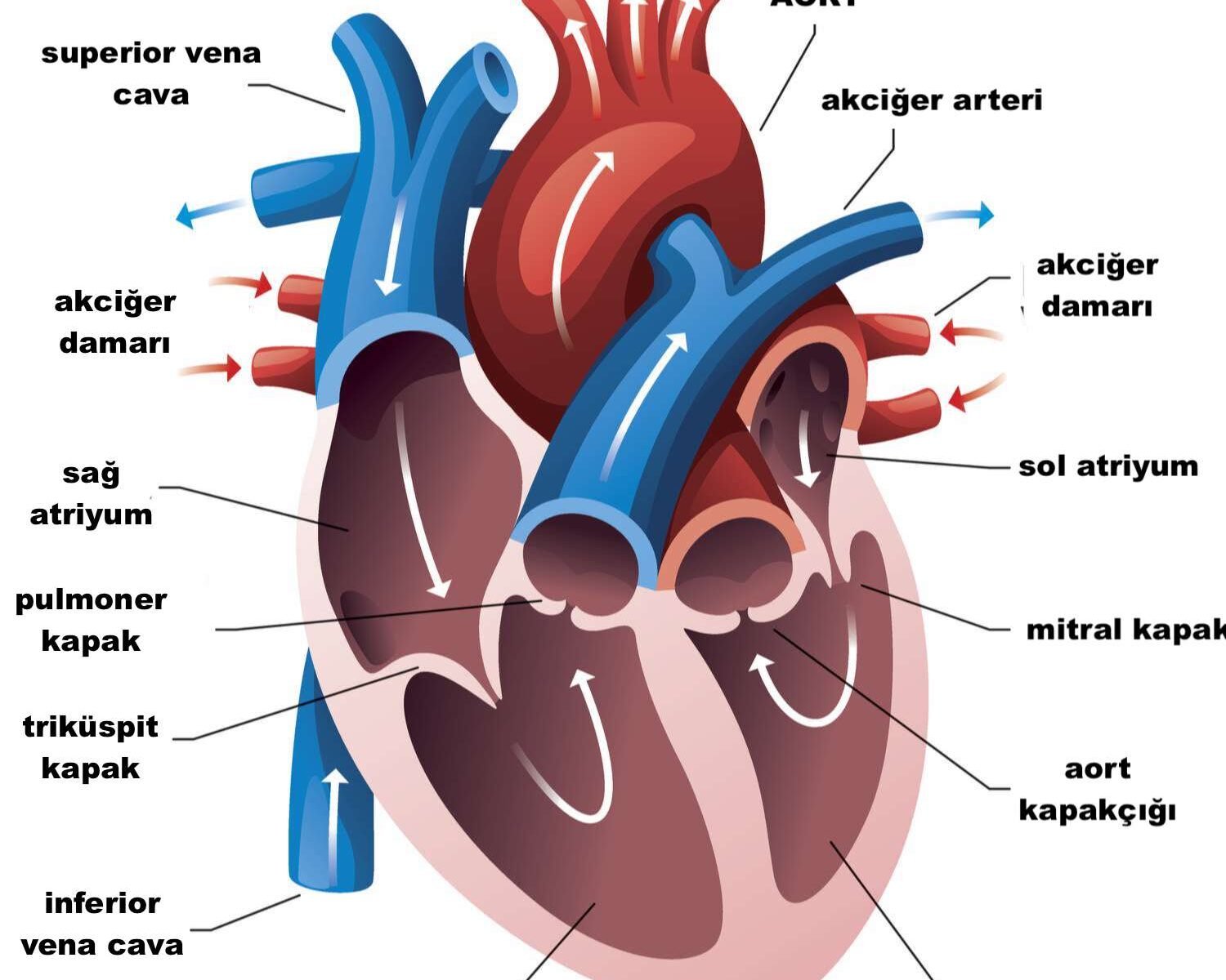 Kalp Kapakçıkları