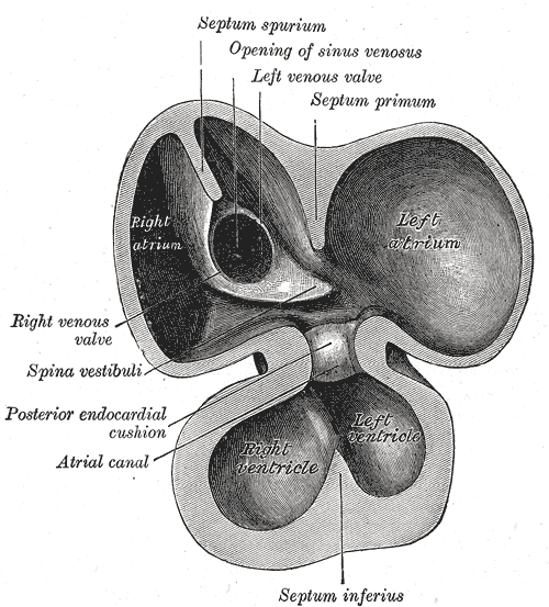 Septum primum