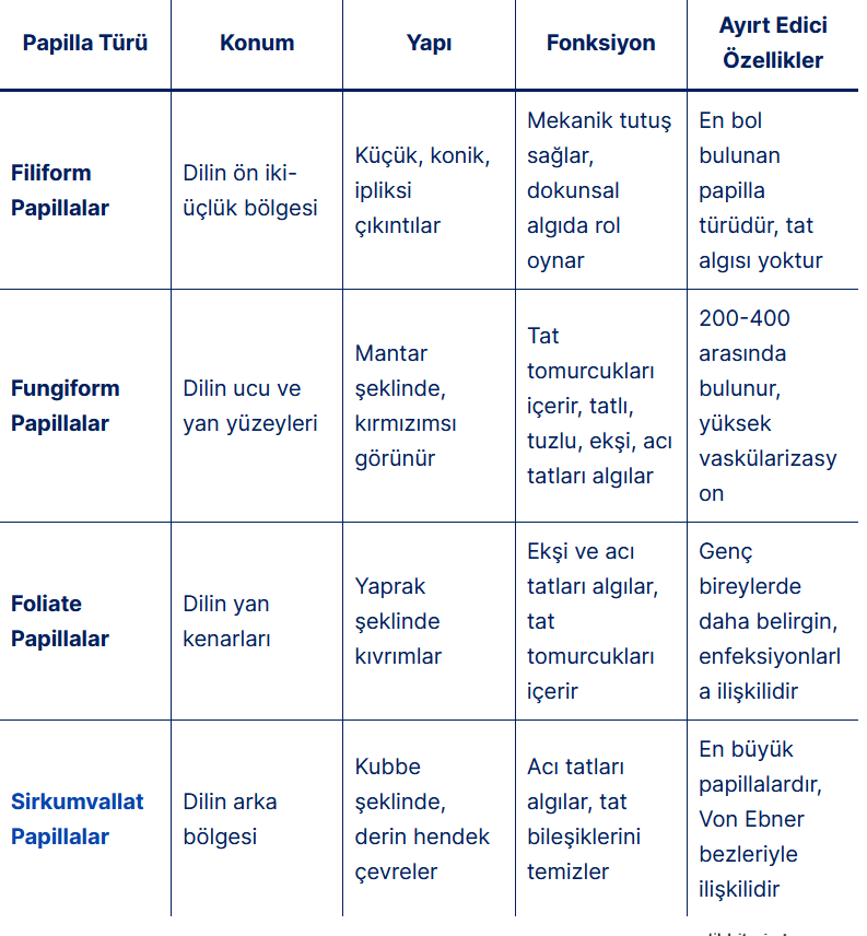 Yukarıdaki tabloda, dilin farklı bölgelerinde yer alan dört ana dil Papillaları (Filiform, Fungiform, Foliate ve Sirkumvallat) ve her birinin konumu, yapısı, fonksiyonu ile ayırt edici özellikleri detaylı bir şekilde karşılaştırılmaktadır.