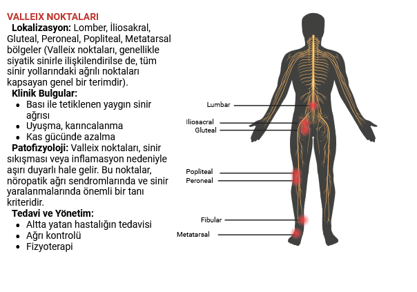 Bu görsel, sinir ağrılarının değerlendirilmesi ve tanı sürecinde Valleix noktalarının önemini vurgulamaktadır.